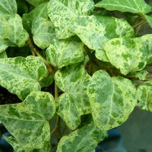 Hedera helix ‘Baby Gold Dust’