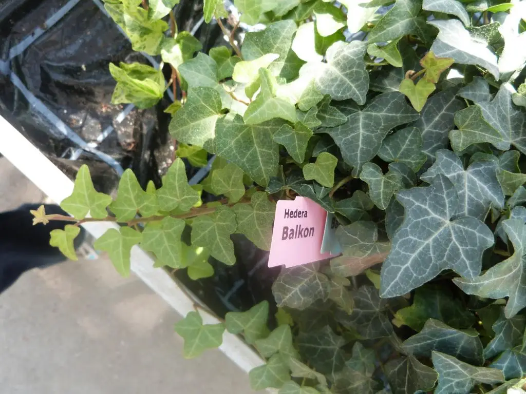Hedera helix 'Balkon'