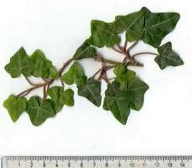 Hedera helix 'Balkon'