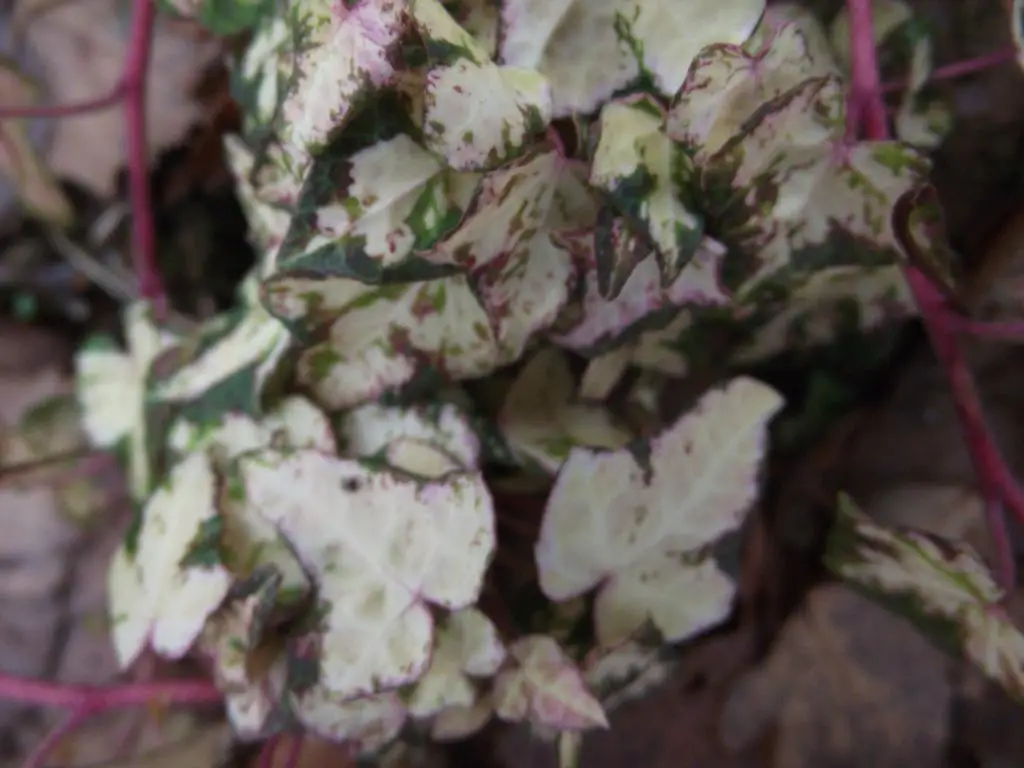 Hedera helix 'Danish Crown'
