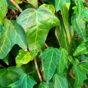 Hedera helix ‘Dolly’