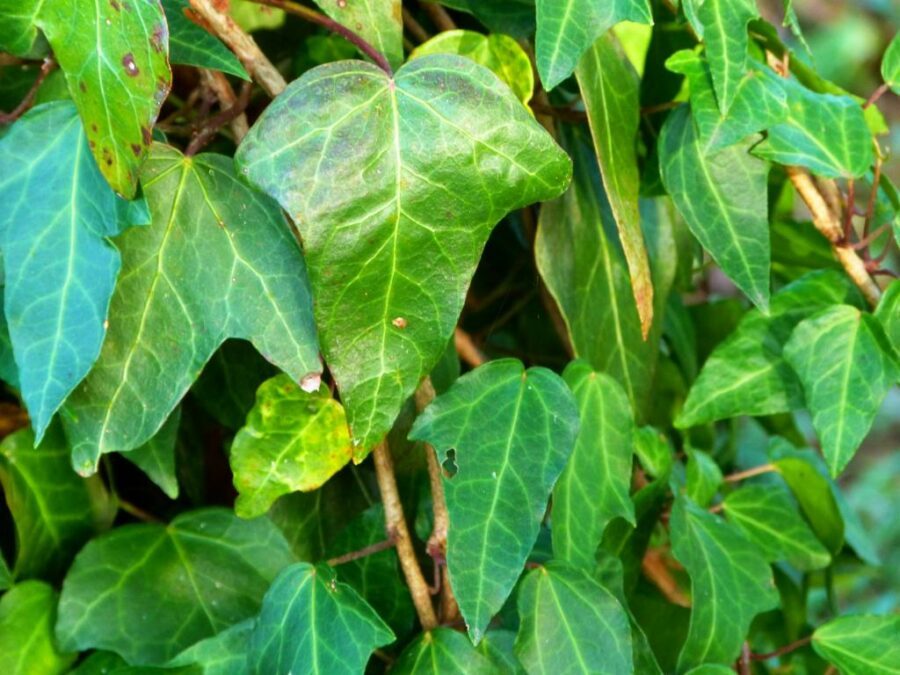 Hedera helix 'Dolly'