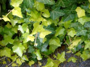 Hedera helix 'Gold Forever'