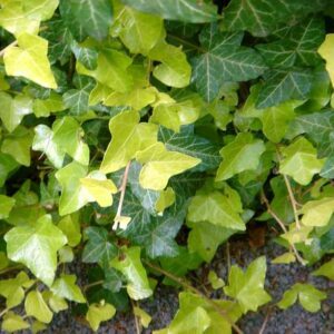 Hedera helix ‘Gold Forever’