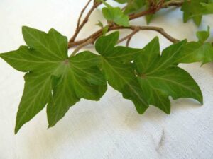 Hedera helix 'Little Picture'