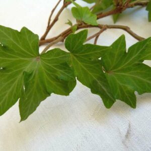 Hedera helix ‘Little Picture’