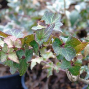 Hedera helix ‘Little Witch’