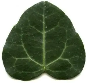 Hedera helix 'Obovata'