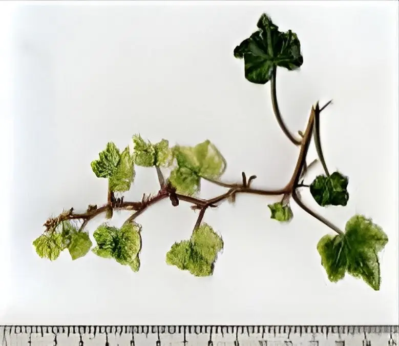 Hedera helix 'Patent Leather'