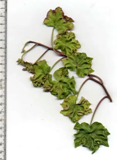 Hedera helix 'Pink and Curly'