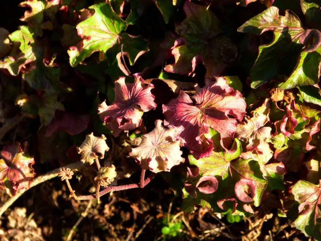 Hedera helix 'Pink and Curly'