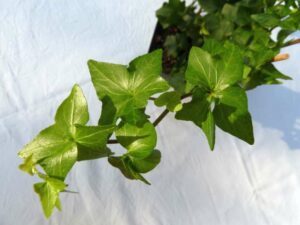 Hedera helix 'Pirouette'