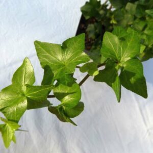 Hedera helix ‘Pirouette’