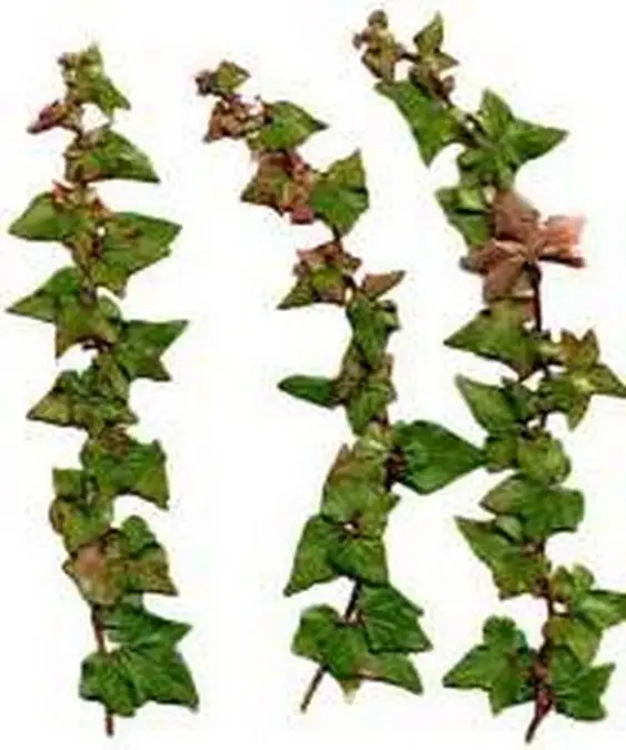 Hedera helix 'Pirouette'