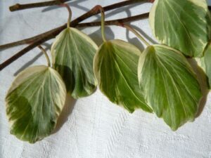 Hedera helix &#039;Reef Shell&#039;