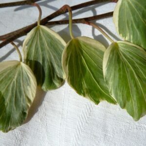 Hedera helix ‘Reef Shell’