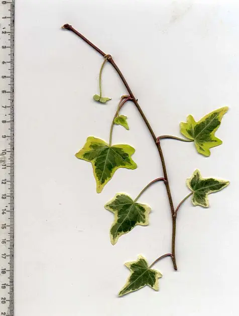 Hedera helix 'Ria'