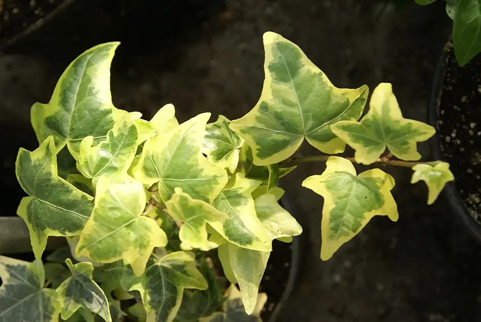 Hedera helix 'Ria'
