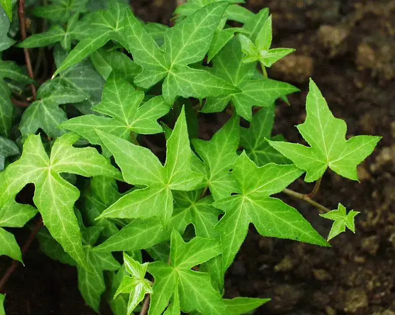 Hedera helix 'Ritterkreuz'