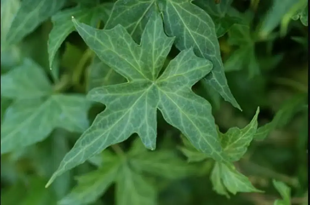 Hedera helix 'Ritterkreuz'