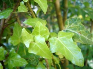 Hedera helix &#039;Russel&#039;s Gold
