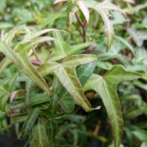 Hedera helix ‘Mini Sagittaefolia’