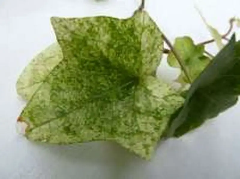 Hedera helix 'Sally'