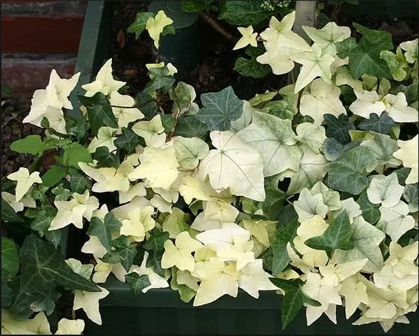 Hedera helix 'Sally'