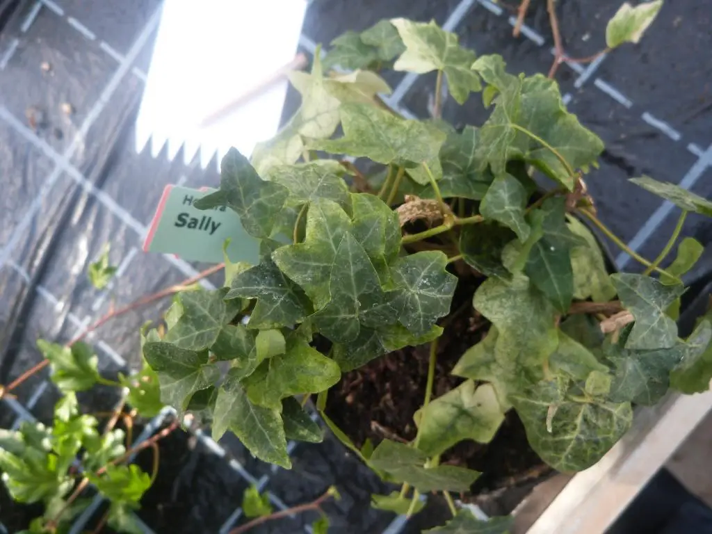 Hedera helix 'Sally' - Lierre d'ornement - Bild 2