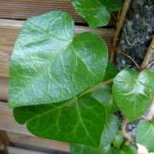 Hedera helix ‘Scutifolia’