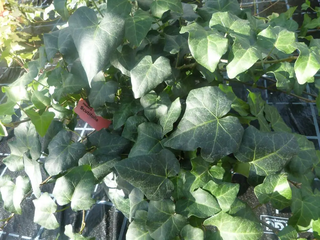 Hedera hibernica 'Scutifolia'