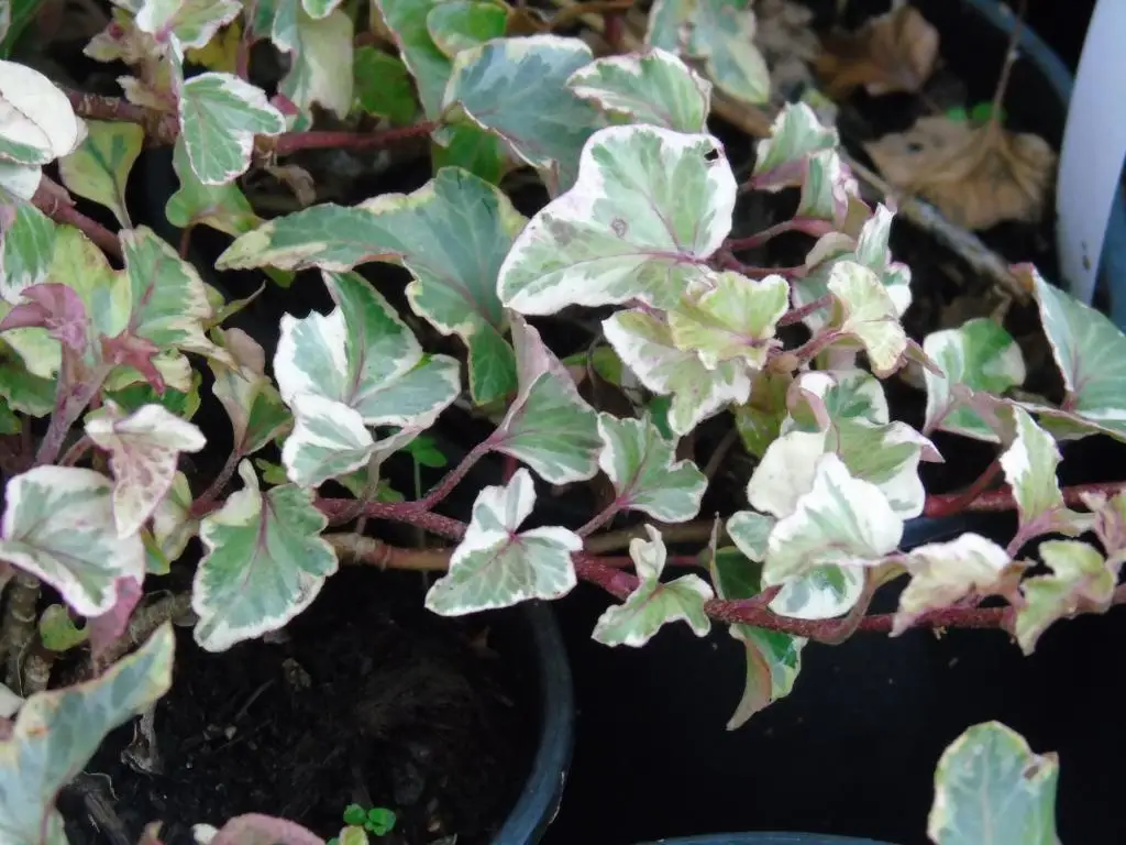 Hedera helix 'Sea Breeze'