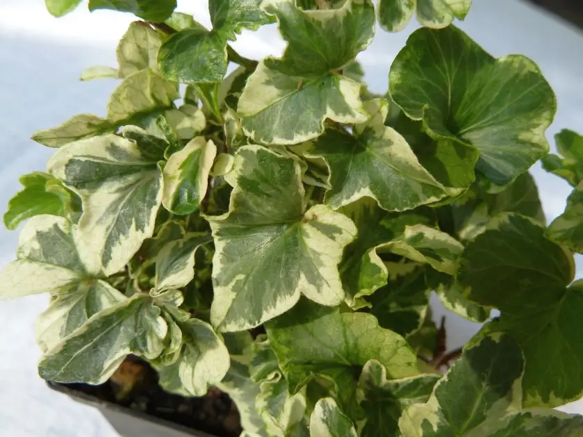 Hedera helix 'Sea Breeze' - Lierre d'ornement – Image 2