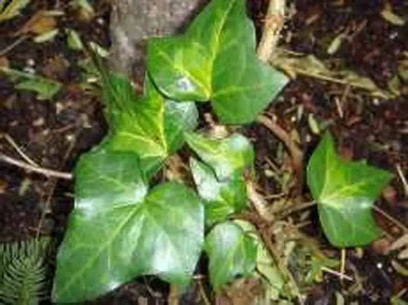 Hedera helix 'Serenade'