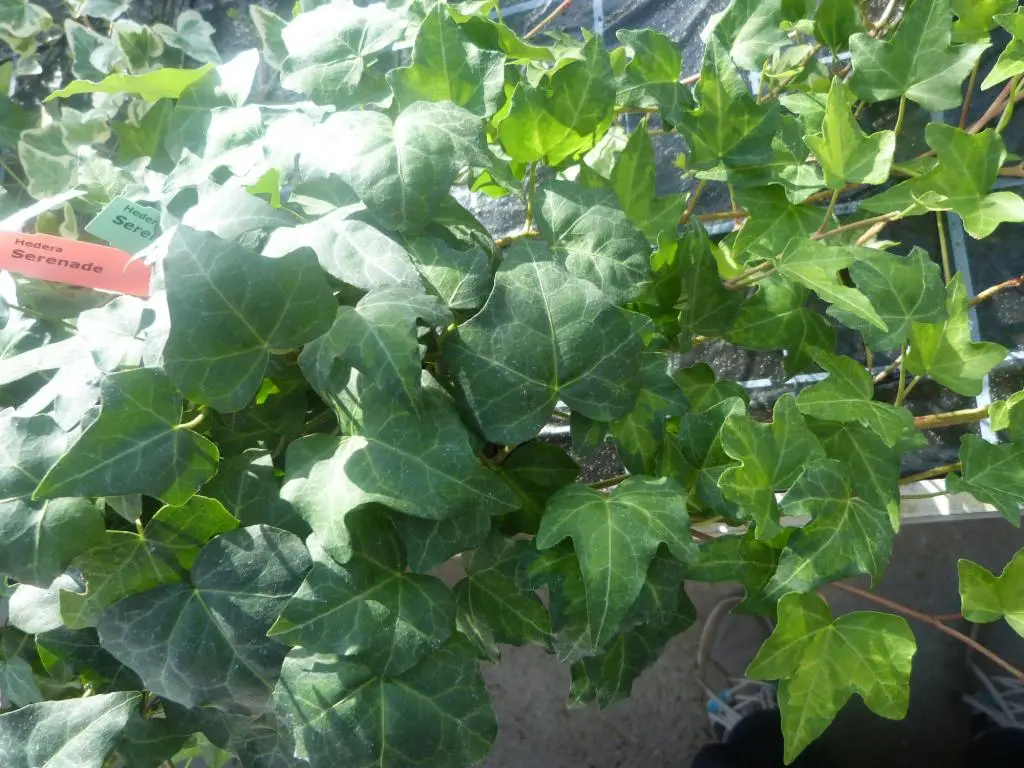 Hedera helix 'Serenade'