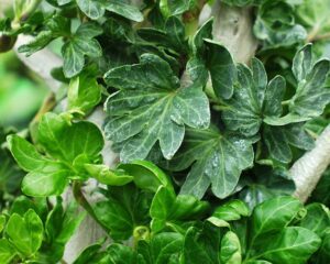 Hedera helix 'Small Deal'