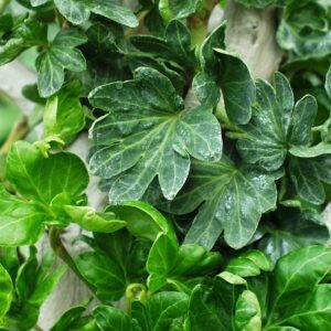 Hedera helix ‘Small Deal’