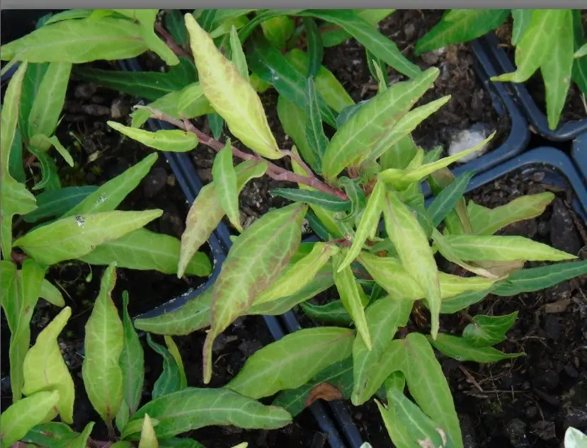 Hedera helix 'Stella'