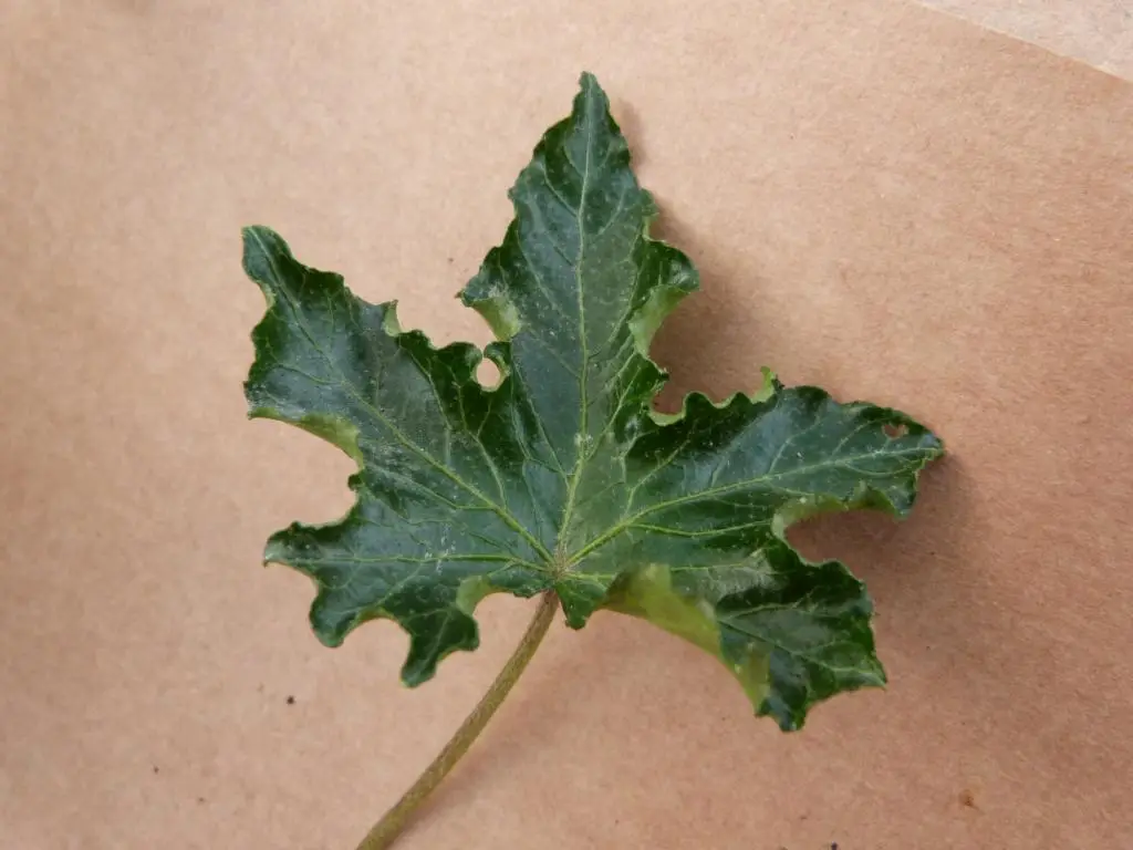 Hedera helix 'Tango'
