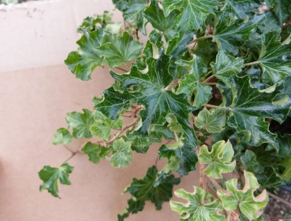 Hedera helix 'Tango'