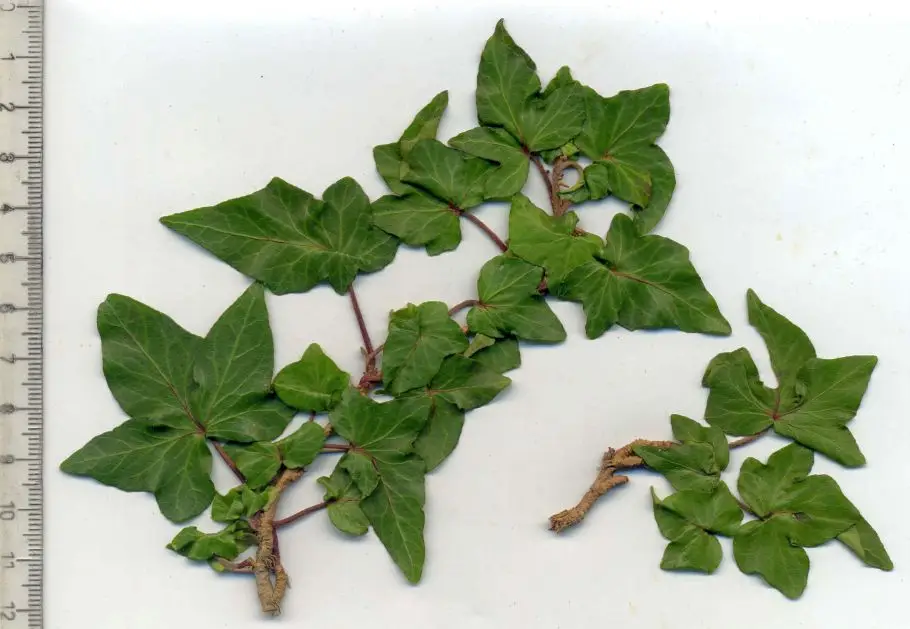 Hedera helix 'Telecurl' - Lierre d'ornement - Immagine 2