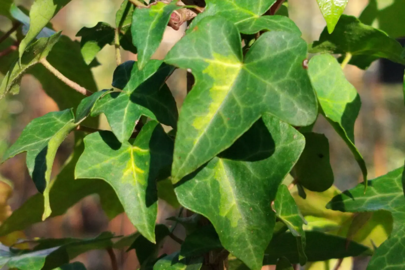 Hedera helix 'Tiger Eyes'
