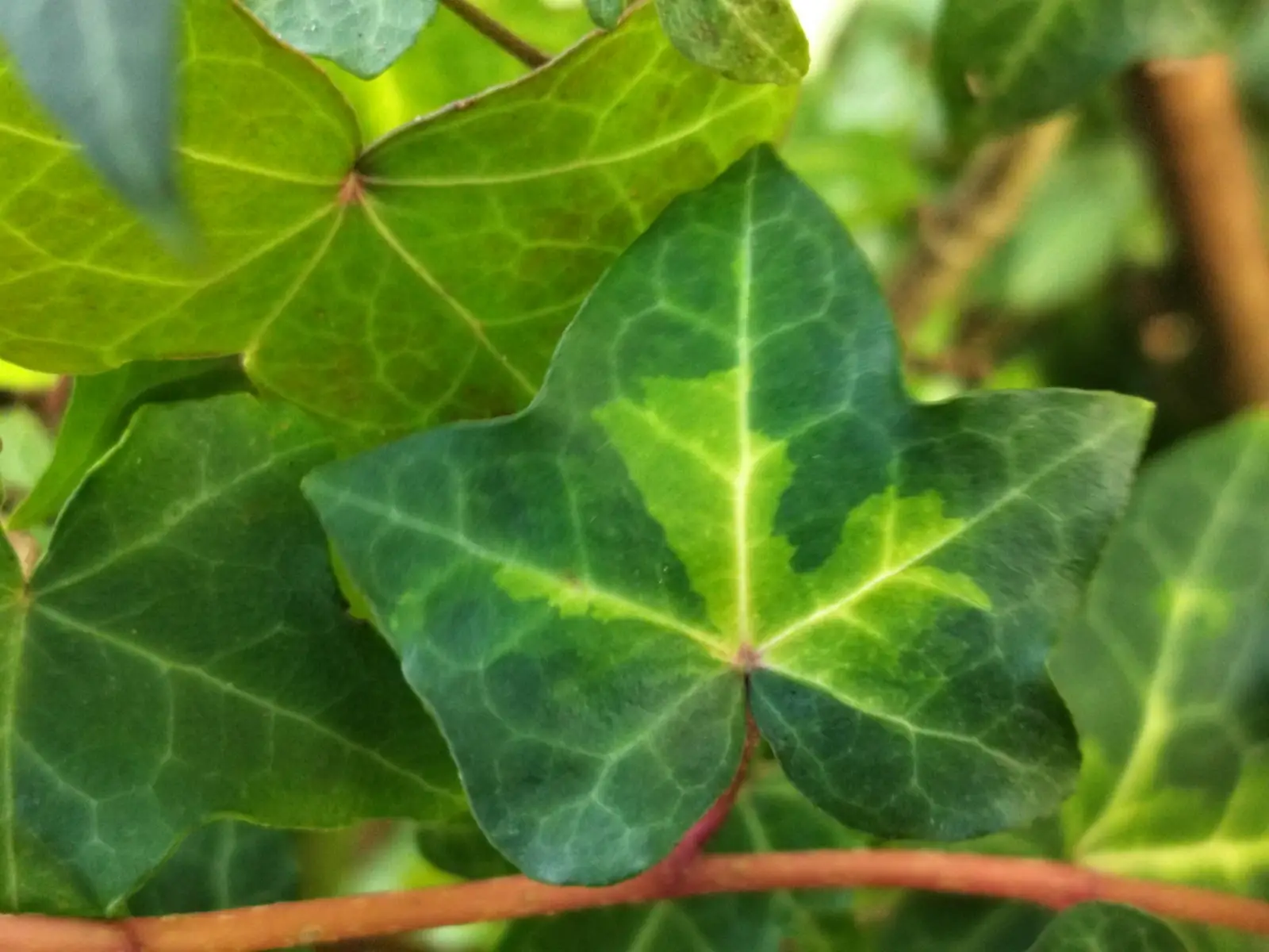 Hedera helix 'Tiger Eyes'