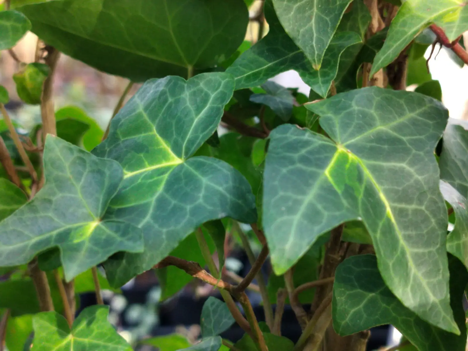 Hedera helix 'Tiger Eyes'