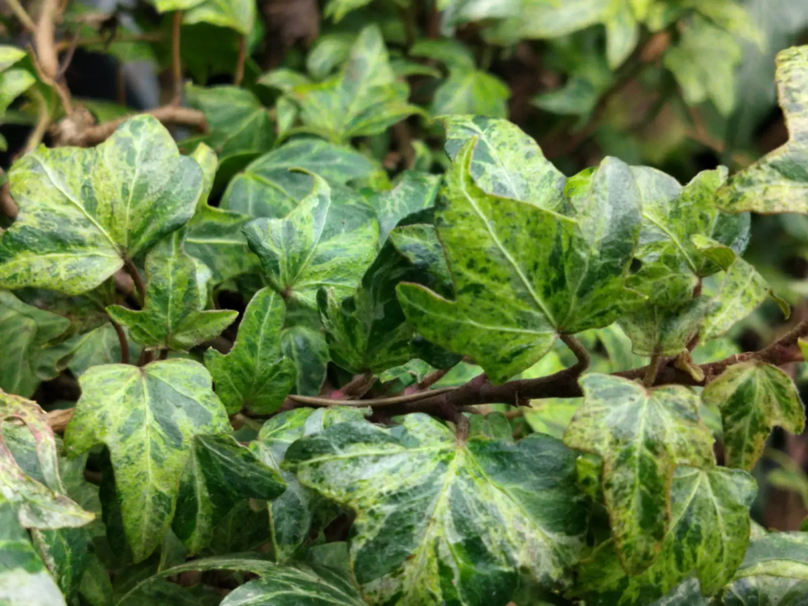 Hedera helix 'Topazolite'