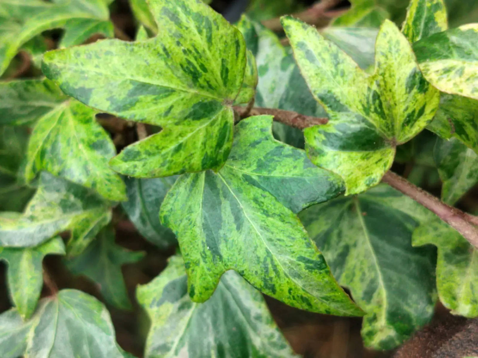 Hedera helix 'Topazolite'