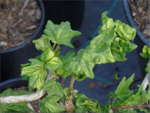 Hedera helix 'Touch Of Class' Mutation