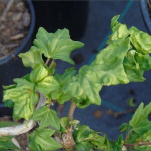 Hedera helix ‘Touch Of Class’ Mutation