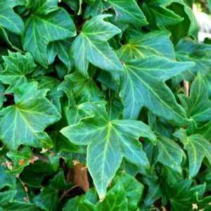 Hedera helix ‘Touch of class’