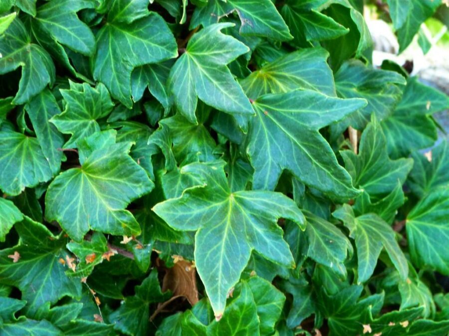 Hedera helix &#039;Touch of class&#039;